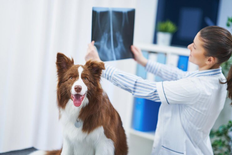 Profissional examinando a radiografia do paciente da raça canina